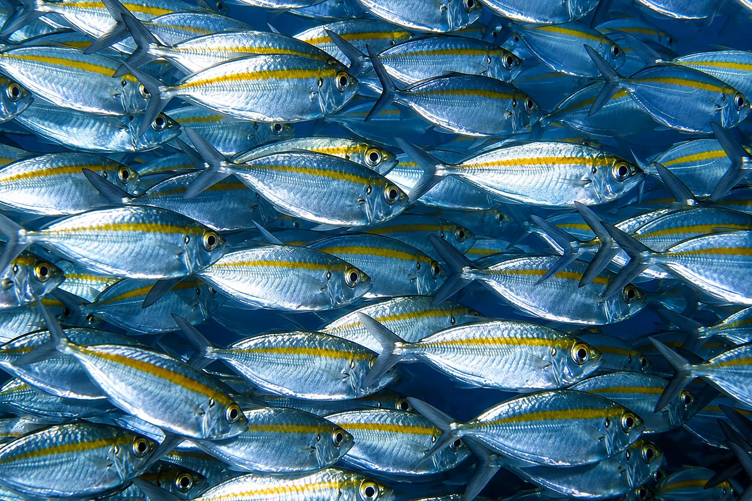 Dense school of silver yellow-striped bigeye scad swimming in blue water — regulated bait fish species restricted from export in the Maldives